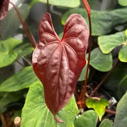 Little.Shop.of.Flora