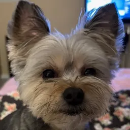 kelliedendron