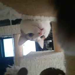 Ragdoll803