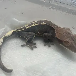TheGeckoSpot