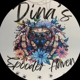 DinasSpooderHaven