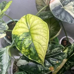 Andrewplantdaddy