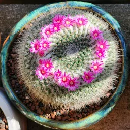 Cactus_and_coffee