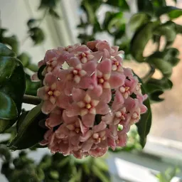 Saralovesplants