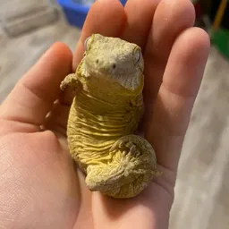 Drama_reptiles