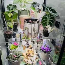 TheAutisticAlocasia