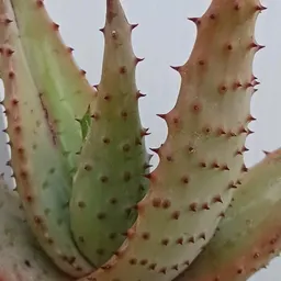GreenFrogPlants