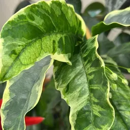 AllTheGreen