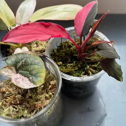 Squirreling_Plants