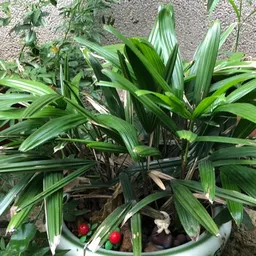 FayePlant