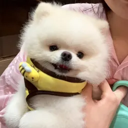 QATEST2