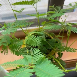 weiwu001